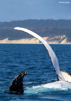 5070b-humpback-whale.jpg
