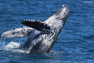 5080-humpback-whale.jpg