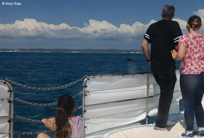 7866-freedom-whale-watch.jpg