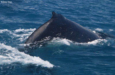 7881-humpback-whale.jpg