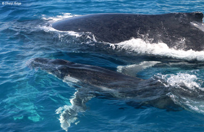 7888-humpback-whale.jpg