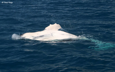 7894-humpback-whale.jpg