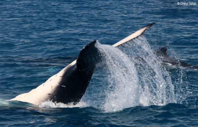 7916-humpback-whale.jpg