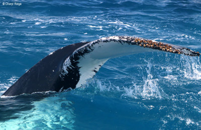 7918-humpback-whale.jpg