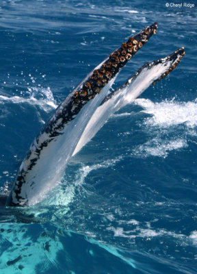 7919-humpback-whale.jpg