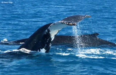 7943-humpback-whale.jpg