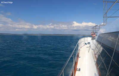 7950b-freedom-whale-watch.jpg