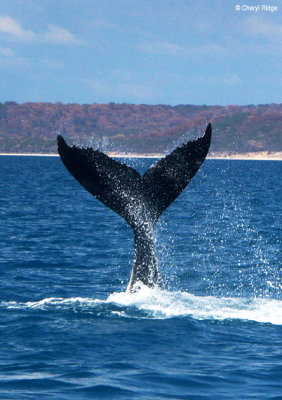 7970-humpback-whale.jpg