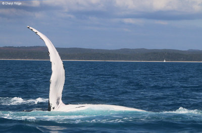 7977b-humpback-whale.jpg