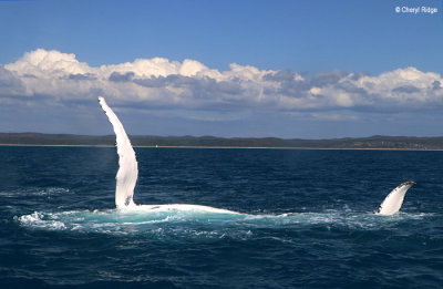 7979b-humpback-whale.jpg