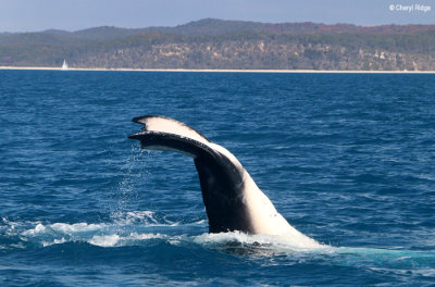 7998b-humpback-whale.jpg