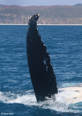 7999b-humpback-whale-vert.jpg