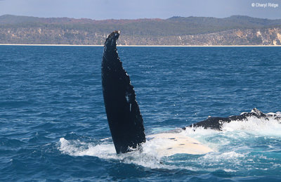 7999b-humpback-whale.jpg