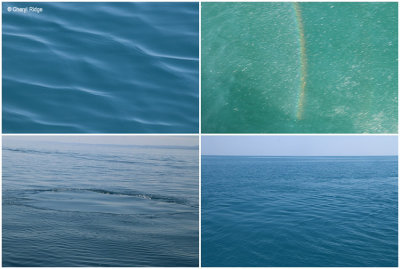 freedom-whale-watch-water.jpg