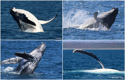 humpback-whales-qld.jpg