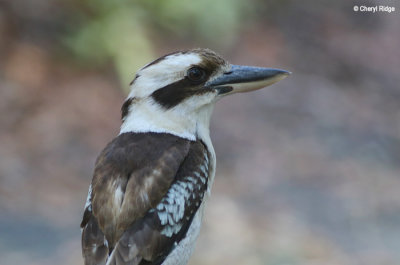 5189-kookaburra.jpg