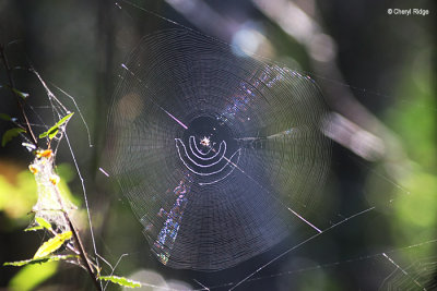 5204-spiderweb.jpg