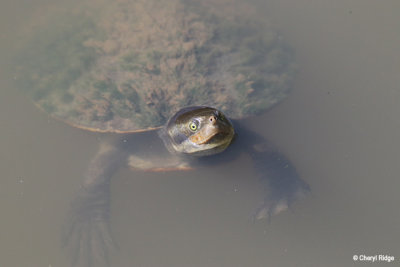 5260-turtle.jpg