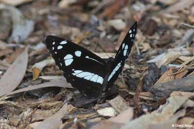5266-butterfly.jpg