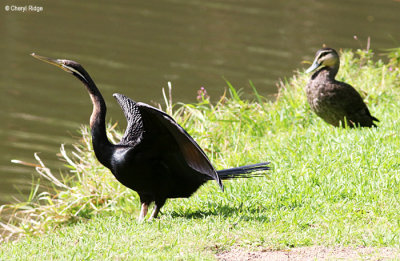 5270-darter.jpg