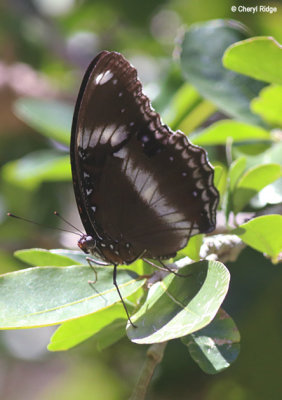 5380-butterfly.jpg