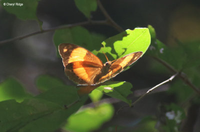 5390-butterfly.jpg