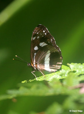 5428-butterfly.jpg
