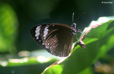 5435-butterfly.jpg