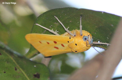 8105-butterfly-moth.jpg