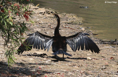 8121-darter.jpg