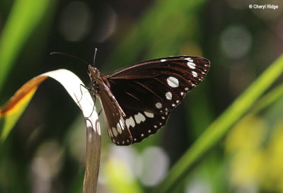 8125-butterfly.jpg