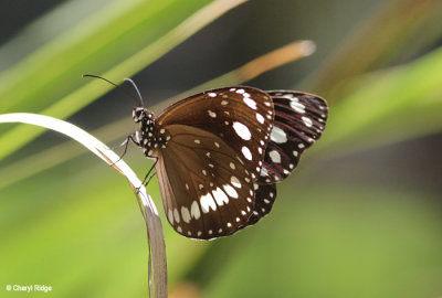 8128-butterfly.jpg