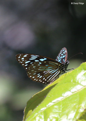 8137-butterfly.jpg