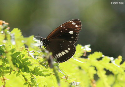 8149-butterfly.jpg