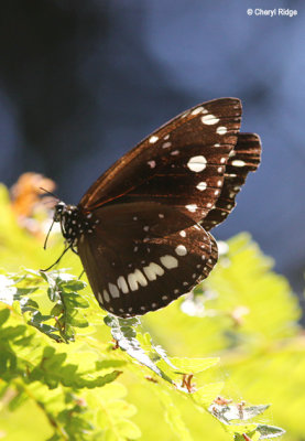 8153-butterfly.jpg