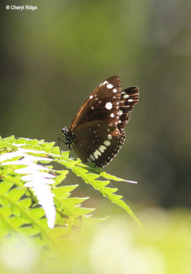 8154-butterfly.jpg