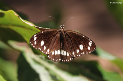 8160-butterfly.jpg