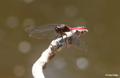 8172-dragonfly.jpg
