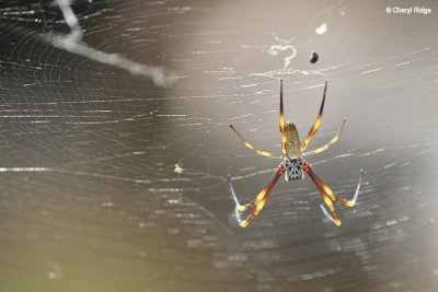 8176-spider.jpg