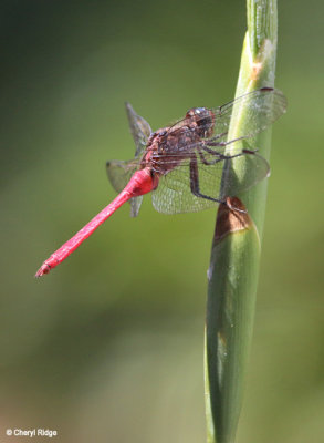8181-dragonfly.jpg