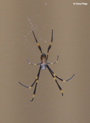 8186-spider.jpg