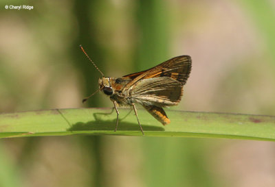 8244-butterfly-moth.jpg