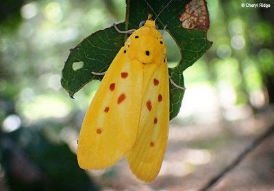 P9220117b-butterfly-moth.jpg