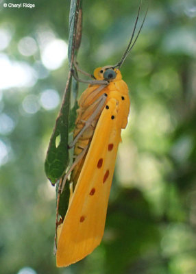 P9220128-butterfly-moth.jpg