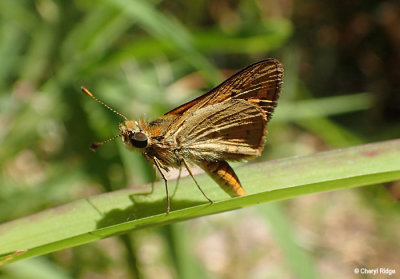 P9230105-butterfly-moth.jpg