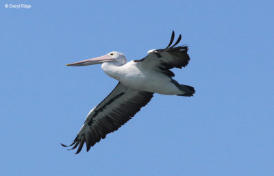 4712-pelican.jpg