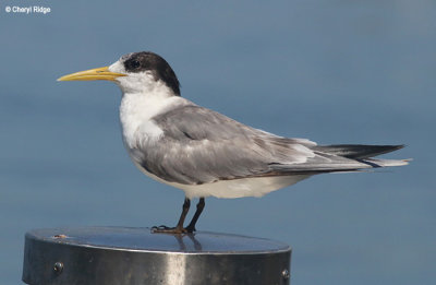 5933-tern.jpg
