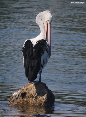 5936-pelican.jpg
