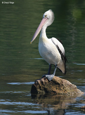 5973-pelican.jpg