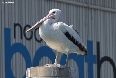 5448-pelican.jpg
